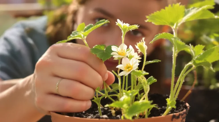 Les anciens savaient qu’il fallait arracher les premières fleurs des fraisiers : voici pourquoi Les anciens savaient qu’il fallait arracher les premières fleurs des fraisiers : voici pourquoi